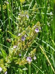 Veronica anagallis-aquatica anagallis-aquatica