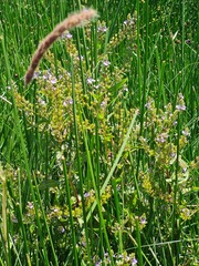 Veronica anagallis-aquatica anagallis-aquatica