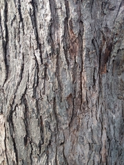 Acer saccharinum