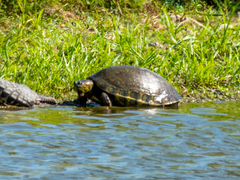 Trachemys ornata