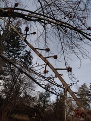 Acer saccharinum