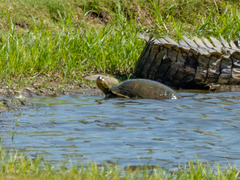 Trachemys ornata