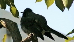 Hypsipetes amaurotis