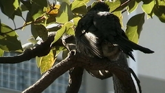 Hypsipetes amaurotis