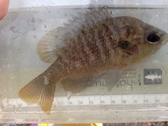 Lepomis miniatus