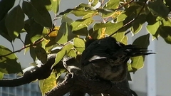 Hypsipetes amaurotis