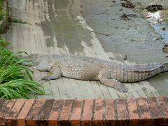Crocodylus intermedius
