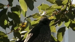 Hypsipetes amaurotis
