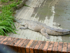Crocodylus intermedius
