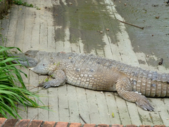 Crocodylus intermedius