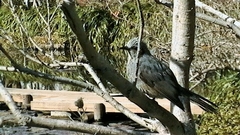 Hypsipetes amaurotis