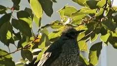 Hypsipetes amaurotis
