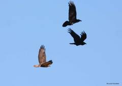 Buteo rufinus cirtensis