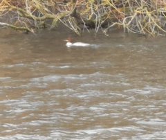 Mergus merganser merganser