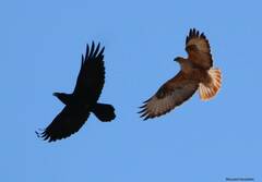 Buteo rufinus cirtensis