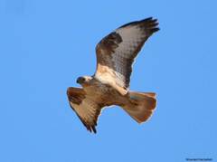 Buteo rufinus cirtensis
