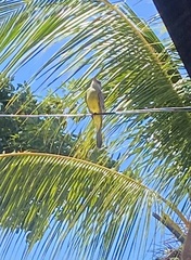 Pitangus sulphuratus