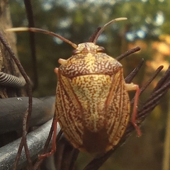 Antiteuchus sepulcralis