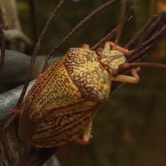 Antiteuchus sepulcralis