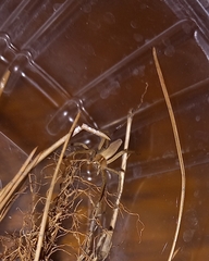 Pisaura
