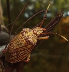 Antiteuchus sepulcralis