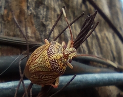 Antiteuchus sepulcralis