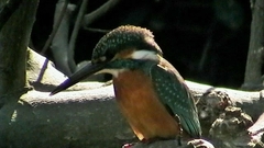 Alcedo atthis