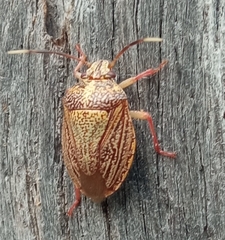 Antiteuchus sepulcralis