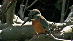 Alcedo atthis