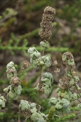 Pseudodictamnus africanus
