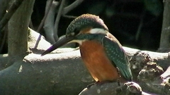 Alcedo atthis