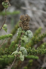 Pseudodictamnus africanus
