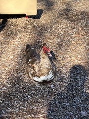 Cairina moschata domestica