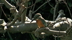 Alcedo atthis