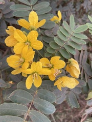 Senna surattensis