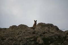 Vulpes vulpes barbara