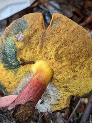 Xerocomellus mendocinensis