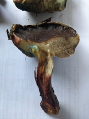 Xerocomellus mendocinensis