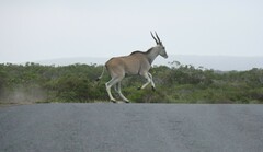Tragelaphus oryx oryx