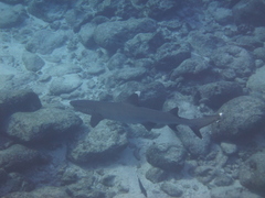 Whitetip reef shark