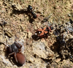 Horvathiolus guttatus
