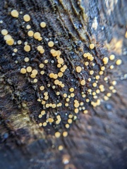 Calycina claroflava