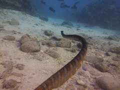 Laticauda schistorhyncha