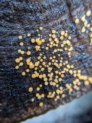 Calycina claroflava