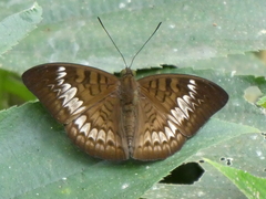 Tanaecia pelea