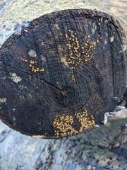 Calycina claroflava