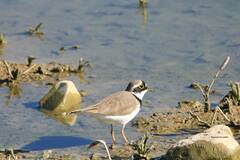 Charadrius dubius