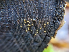 Calycina claroflava