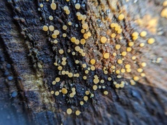 Calycina claroflava