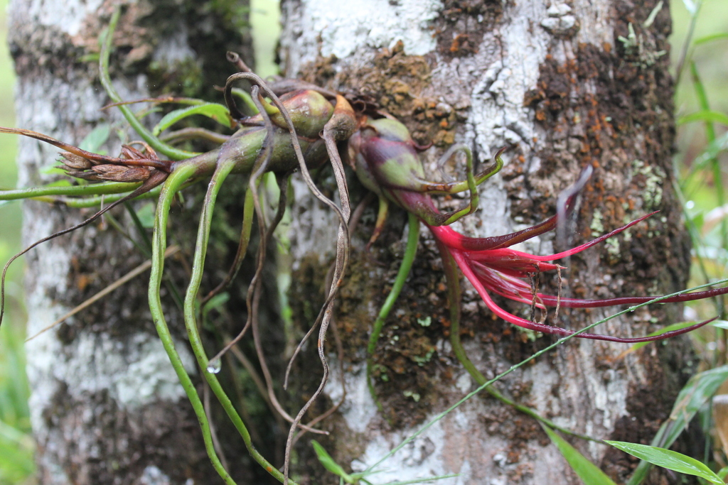 Tillandsia bulbosa bulbous base close-up